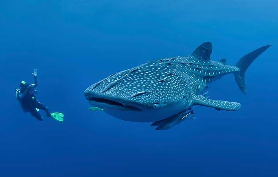 Whale Shark Sumbawa: Encounter the Gentle Giants of Indonesia’s Hidden Gem
