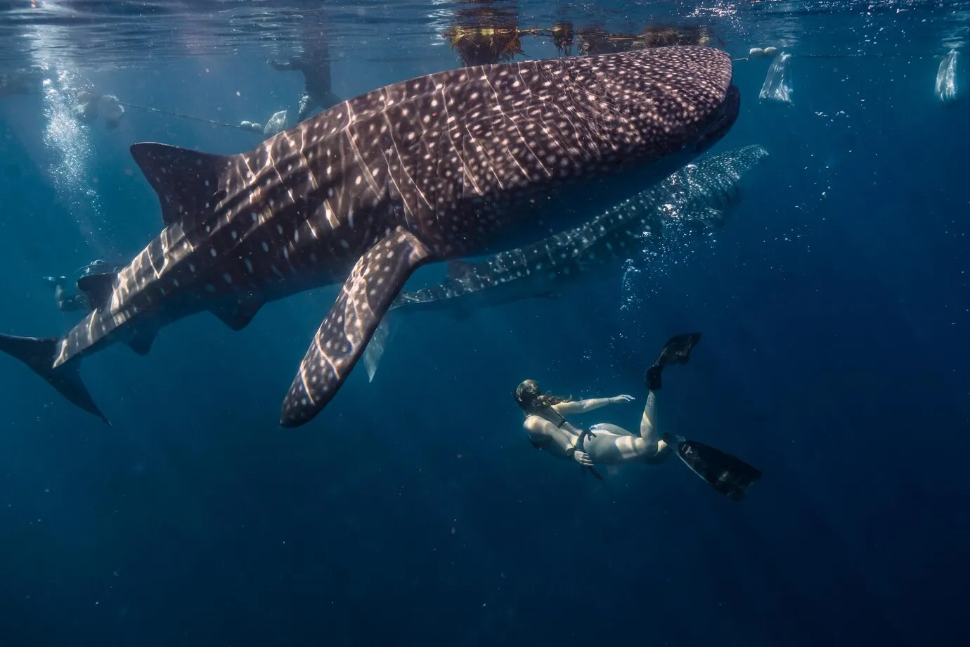 From Lombok to the Giants: Exploring Sumbawa Whale Shark Adventures