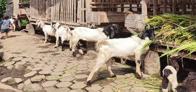 Bisnis Susu Kambing Mahasiswa UMM Tembus KMI Expo