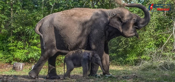 Buntut Perusakan Pos Satgas TNTN, Polda Riau Pastikan Proses Hukum