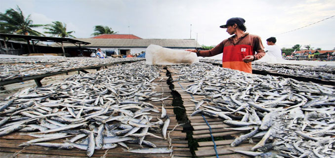 Jepang Tawarkan Teknologi Pengolahan Ikan Modern Bagi Nelayan Makassar