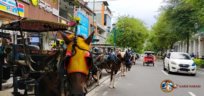 Kuda Andong Malioboro Jatuh Bukan Karena Kelelahan, Koperasi Kuda Alami Nervous